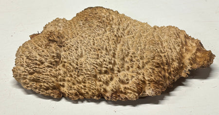 Brown Mallee Burl Blank 15" x 10" x 2" 5.6 Lbs #7145 - Exotic Wood Zone