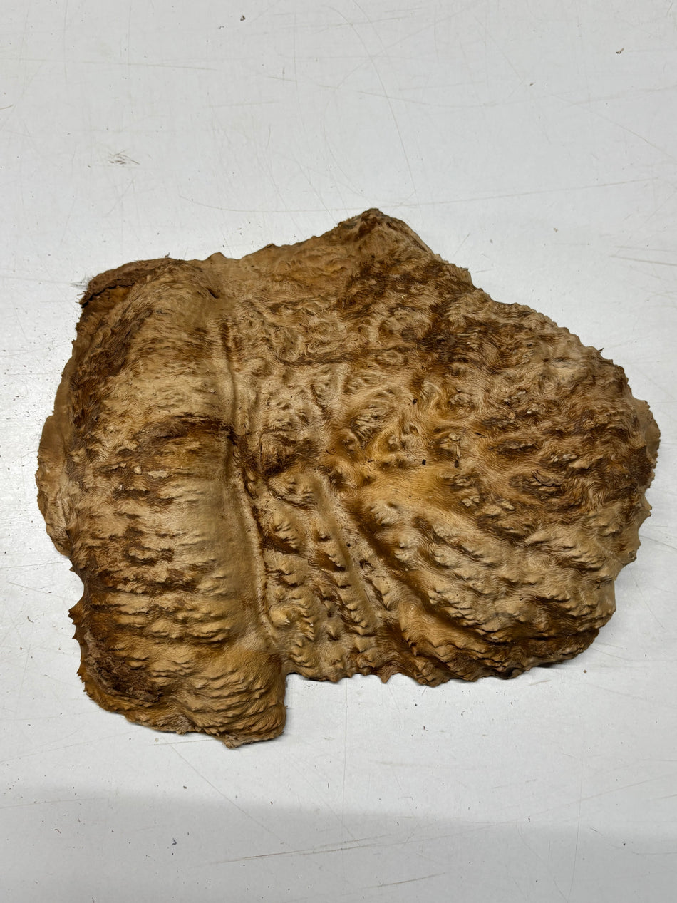 Brown Mallee Burl Blank 12" x 9" x 2" 5.1 Lbs #7146