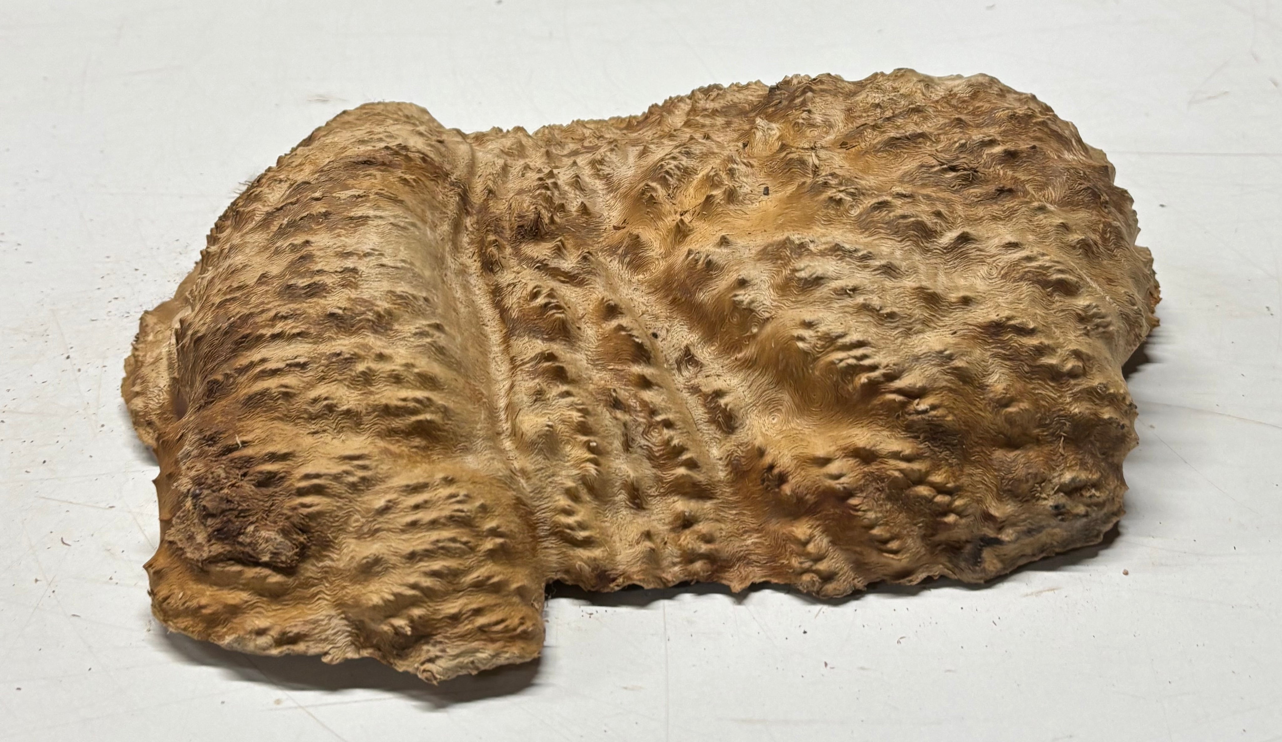 Brown Mallee Burl Blank 12" x 9" x 2" 5.1 Lbs #7146 - Exotic Wood Zone