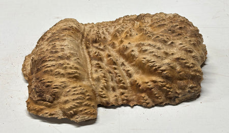 Brown Mallee Burl Blank 12" x 9" x 2" 5.1 Lbs #7146 - Exotic Wood Zone