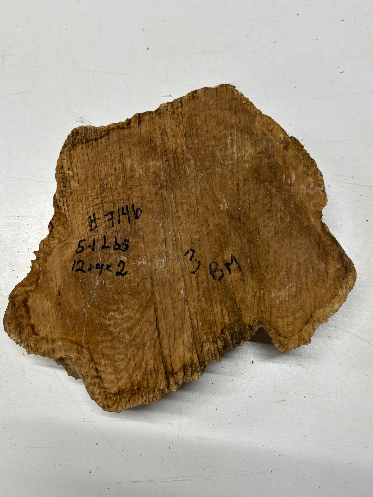 Brown Mallee Burl Blank 12" x 9" x 2" 5.1 Lbs #7146 - Exotic Wood Zone