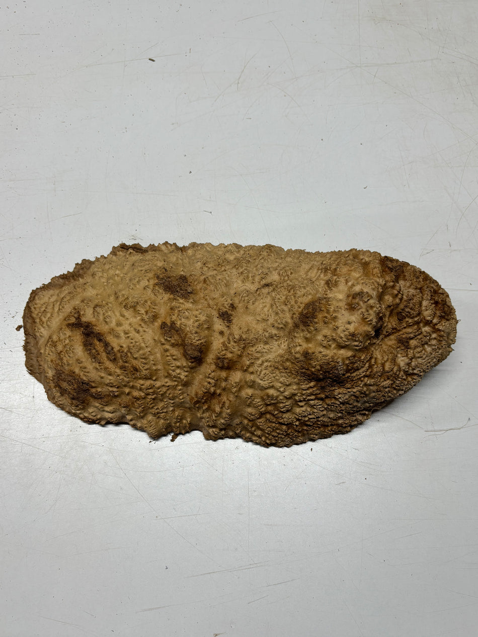 Brown Mallee Burl Blank 17" x 5.5" x 3" 4.85 Lbs #7147