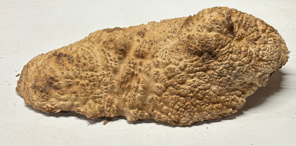 Brown Mallee Burl Blank 17" x 5.5" x 3" 4.85 Lbs #7147