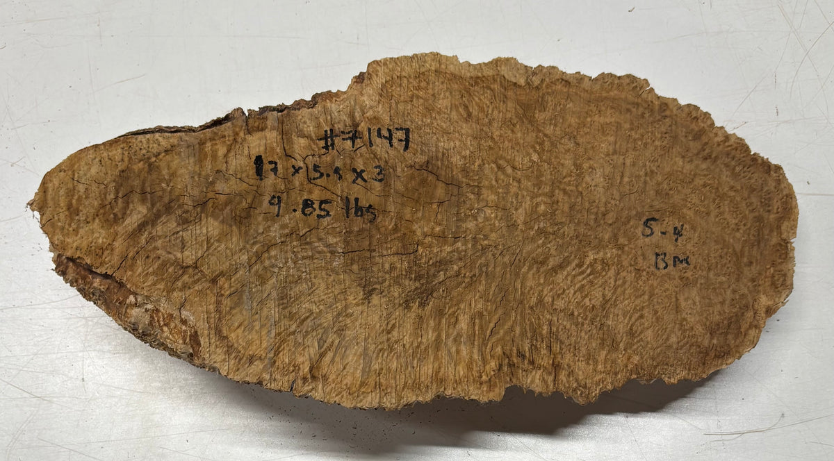 Brown Mallee Burl Blank 17" x 5.5" x 3" 4.85 Lbs #7147 - Exotic Wood Zone