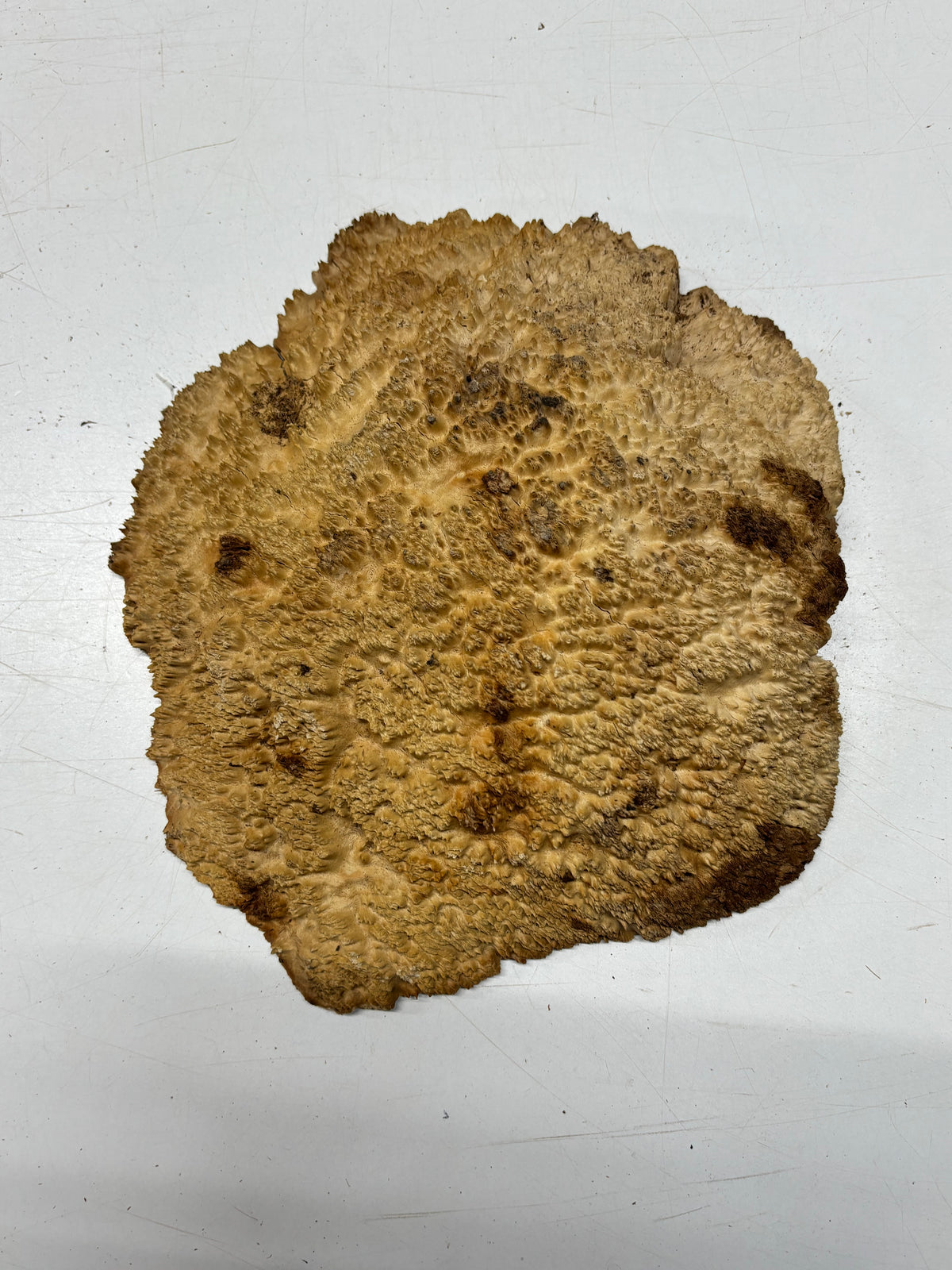 Brown Mallee Burl Blank 12" x 10" x 2" 5.4 Lbs #7148 - Exotic Wood Zone