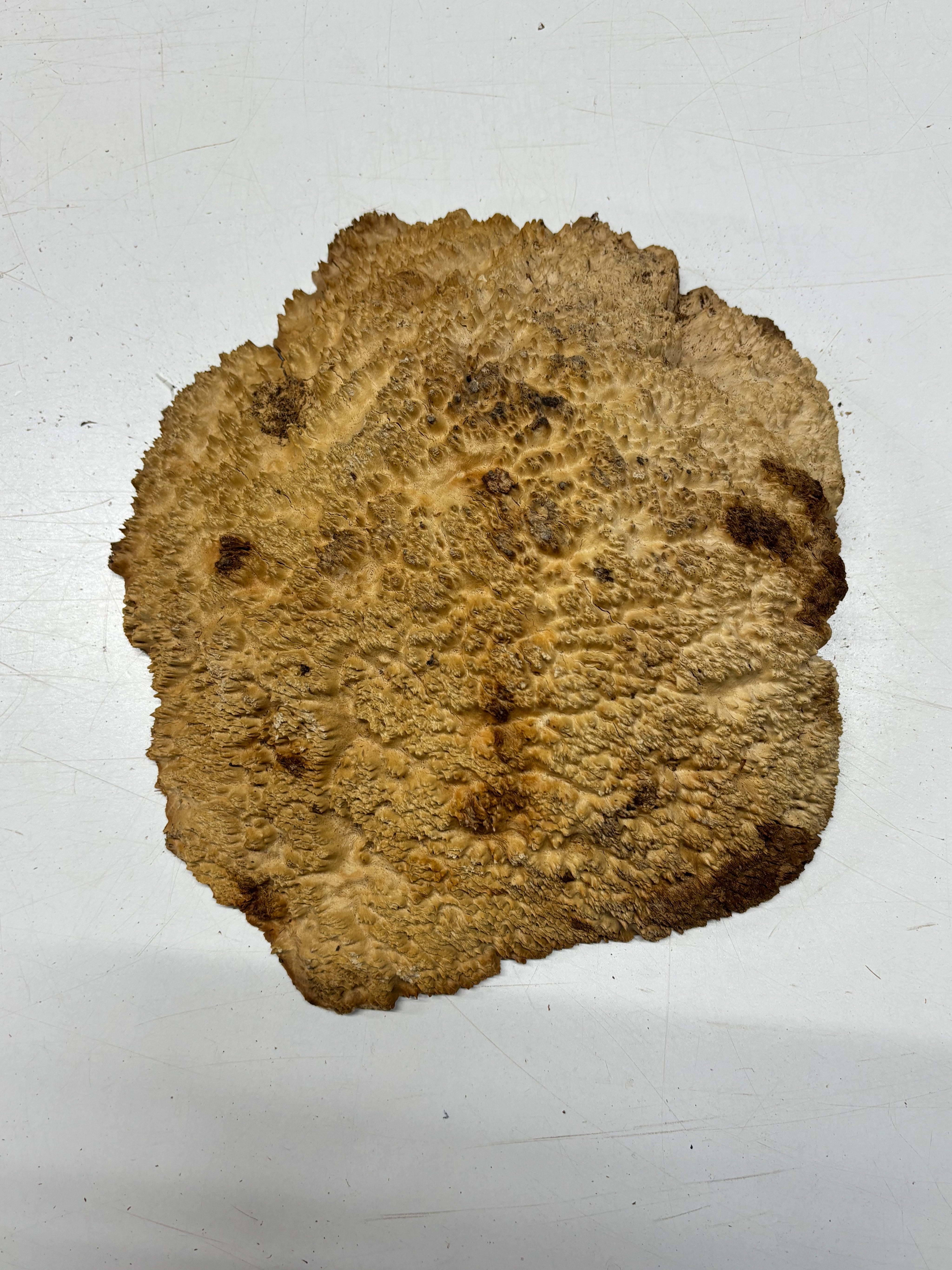Brown Mallee Burl Blank 12" x 10" x 2" 5.4 Lbs #7148 - Exotic Wood Zone