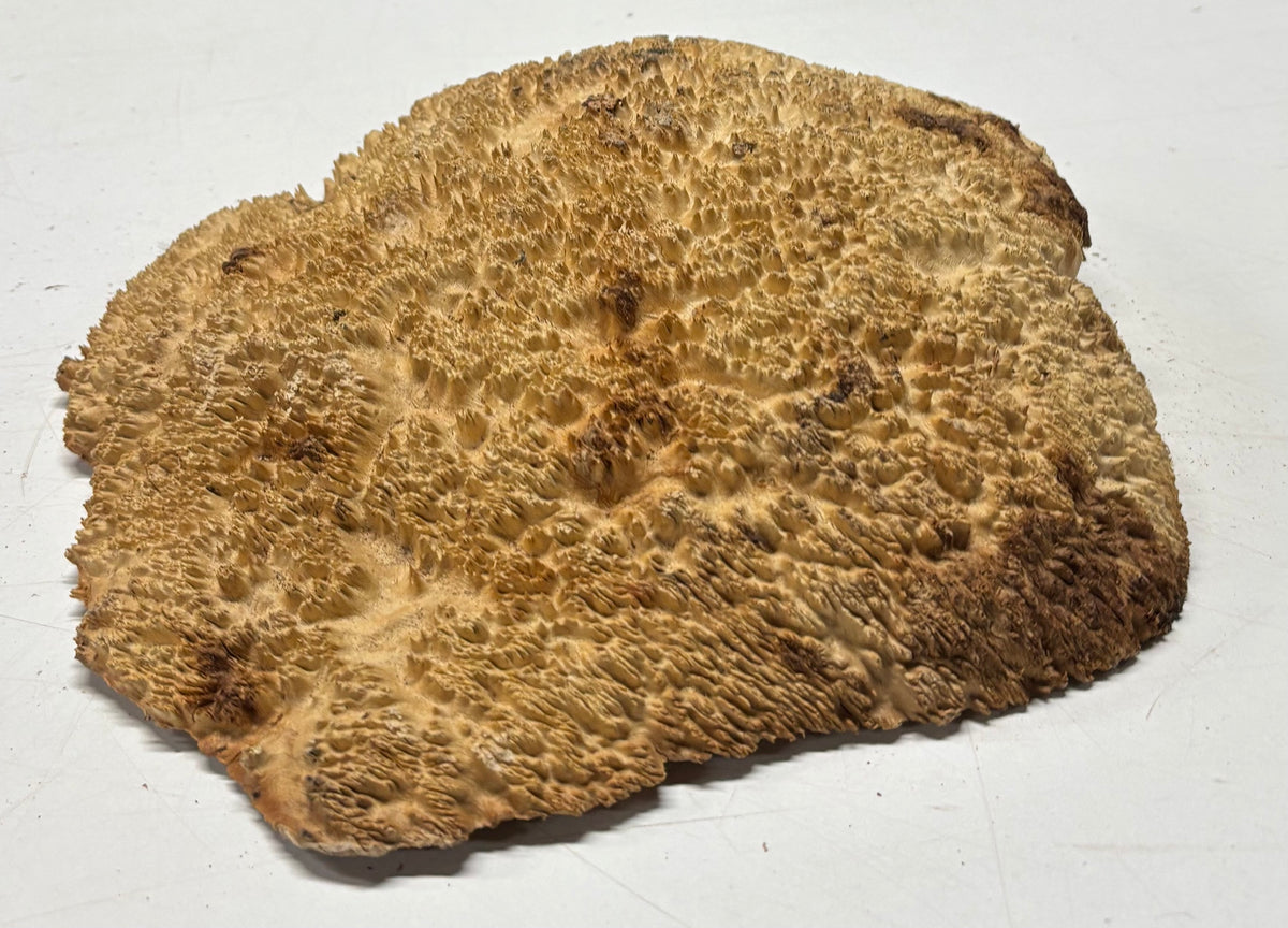Brown Mallee Burl Blank 12" x 10" x 2" 5.4 Lbs #7148 - Exotic Wood Zone