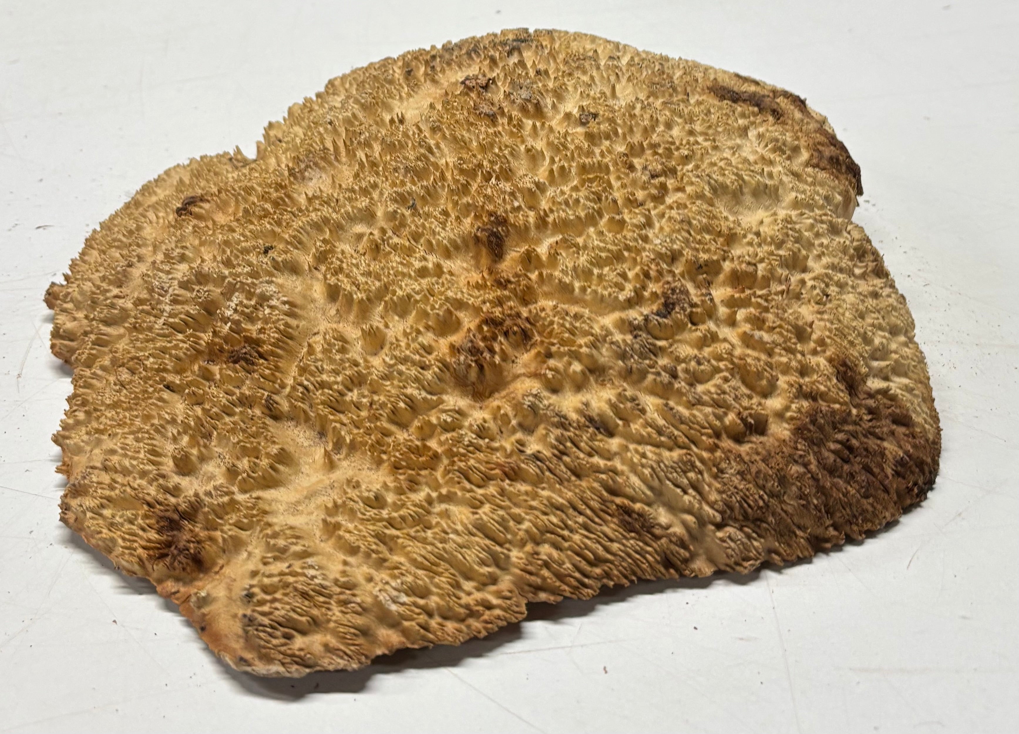 Brown Mallee Burl Blank 12" x 10" x 2" 5.4 Lbs #7148 - Exotic Wood Zone