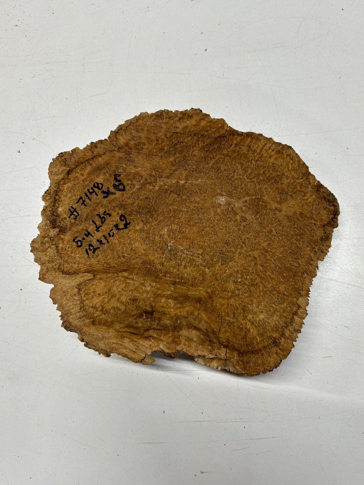 Brown Mallee Burl Blank 12" x 10" x 2" 5.4 Lbs #7148 - Exotic Wood Zone