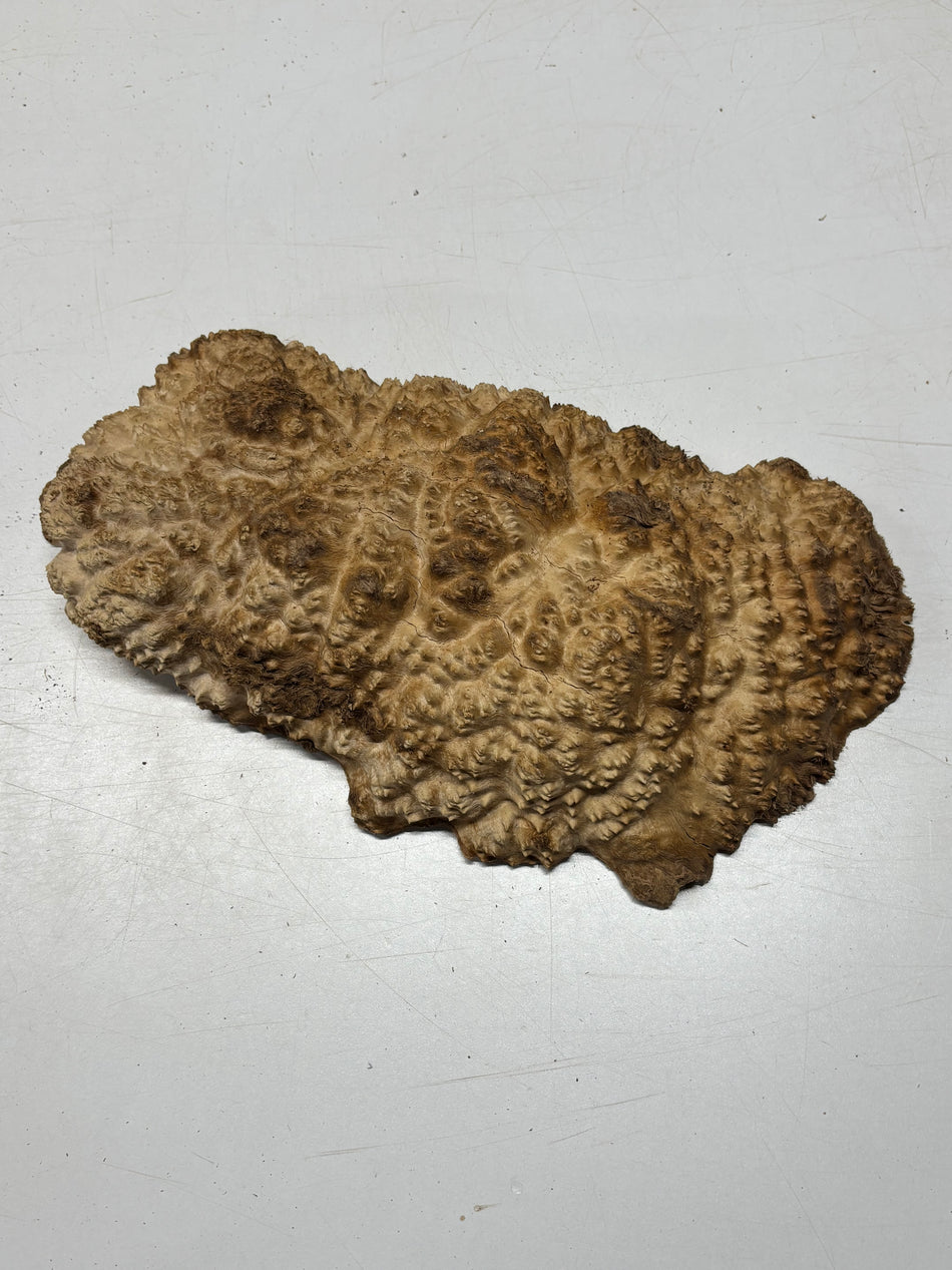 Brown Mallee Burl Blank 16" x 8" x 2" 8 Lbs #7149