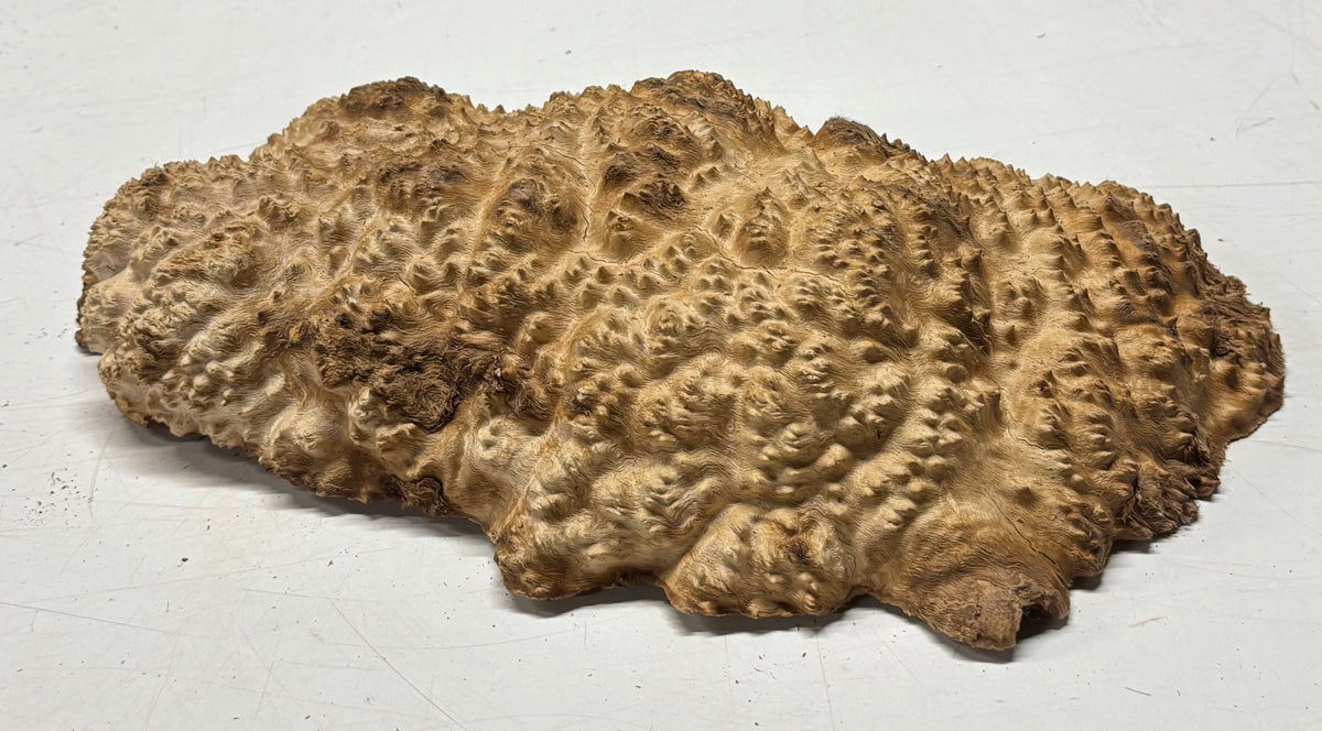 Brown Mallee Burl Blank 16" x 8" x 2" 8 Lbs #7149 - Exotic Wood Zone