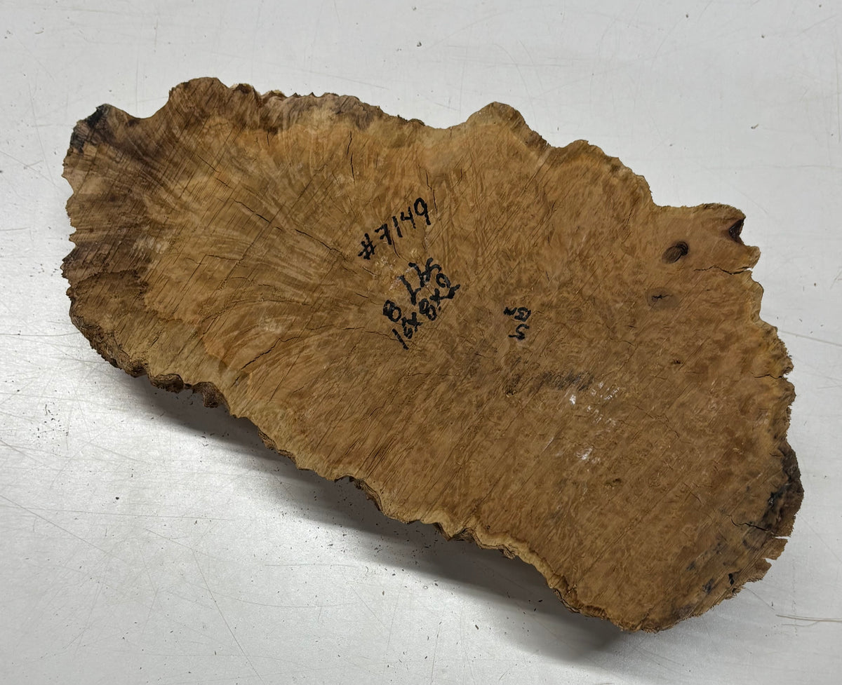 Brown Mallee Burl Blank 16" x 8" x 2" 8 Lbs #7149 - Exotic Wood Zone