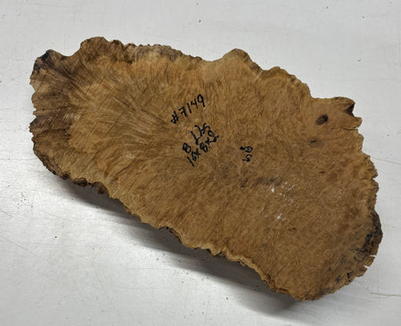 Brown Mallee Burl Blank 16" x 8" x 2" 8 Lbs #7149 - Exotic Wood Zone