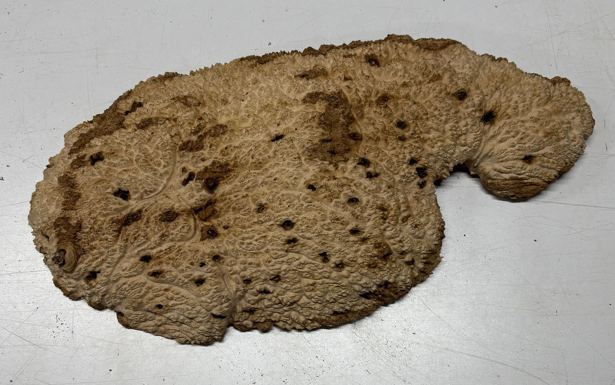 Brown Mallee Burl Blank 19" x 9.5" x 2" 8 Lbs #7150 - Exotic Wood Zone