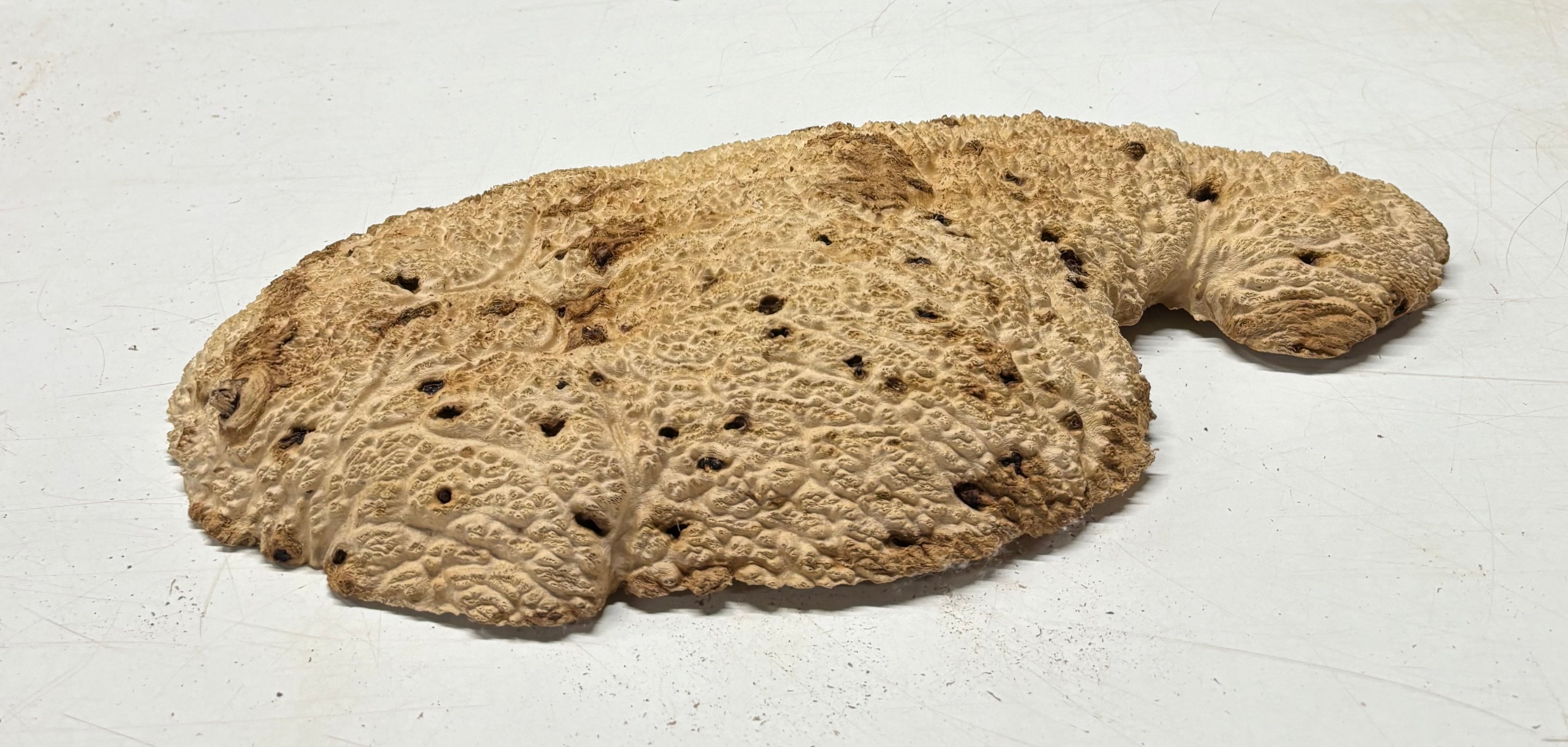 Brown Mallee Burl Blank 19" x 9.5" x 2" 8 Lbs #7150 - Exotic Wood Zone