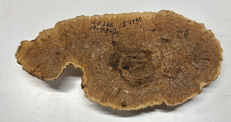 Brown Mallee Burl Blank 19" x 9.5" x 2" 8 Lbs #7150 - Exotic Wood Zone