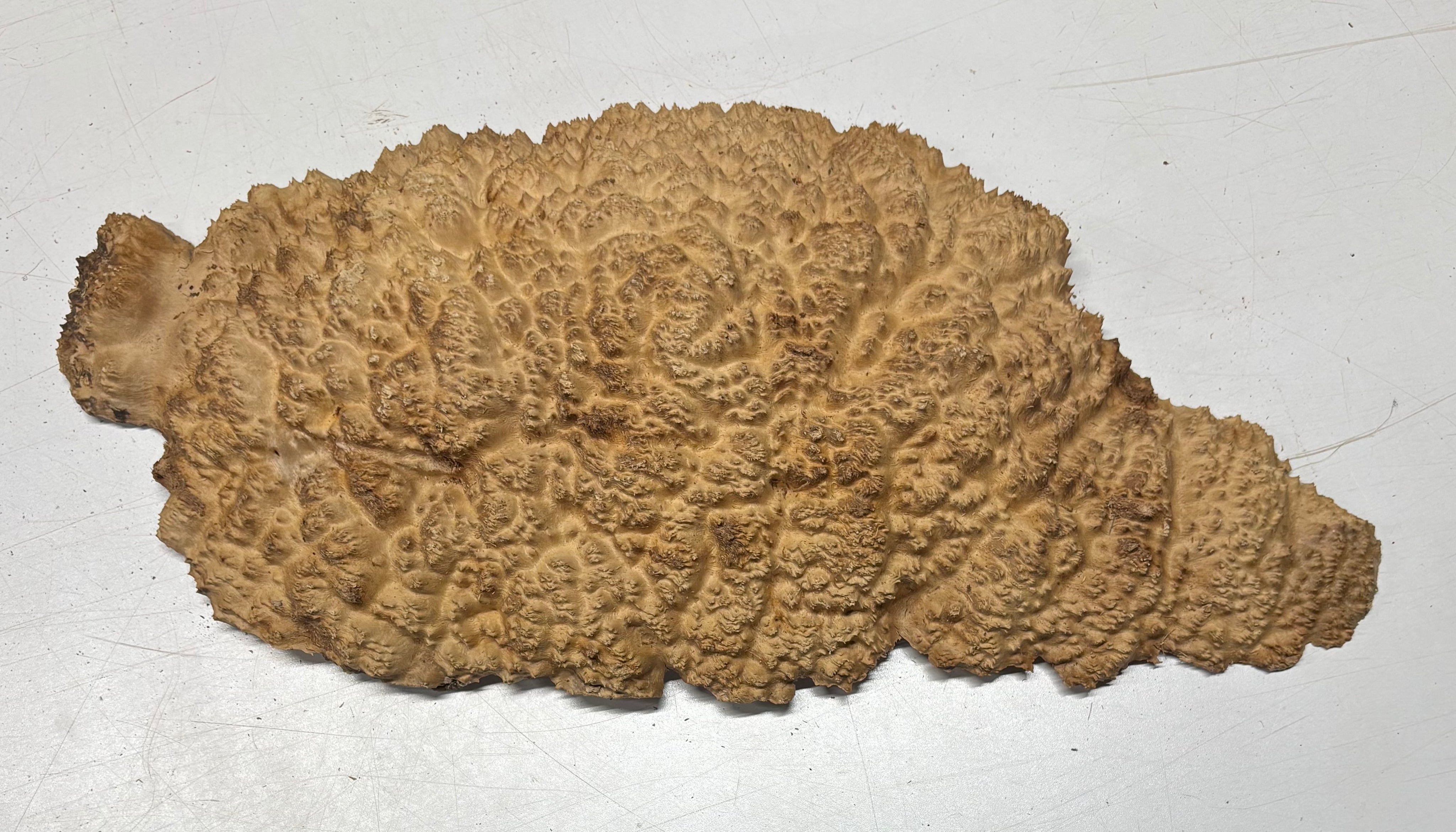 Brown Mallee Burl Blank 19" x 9" x 2" 5.9 Lbs #7151 - Exotic Wood Zone