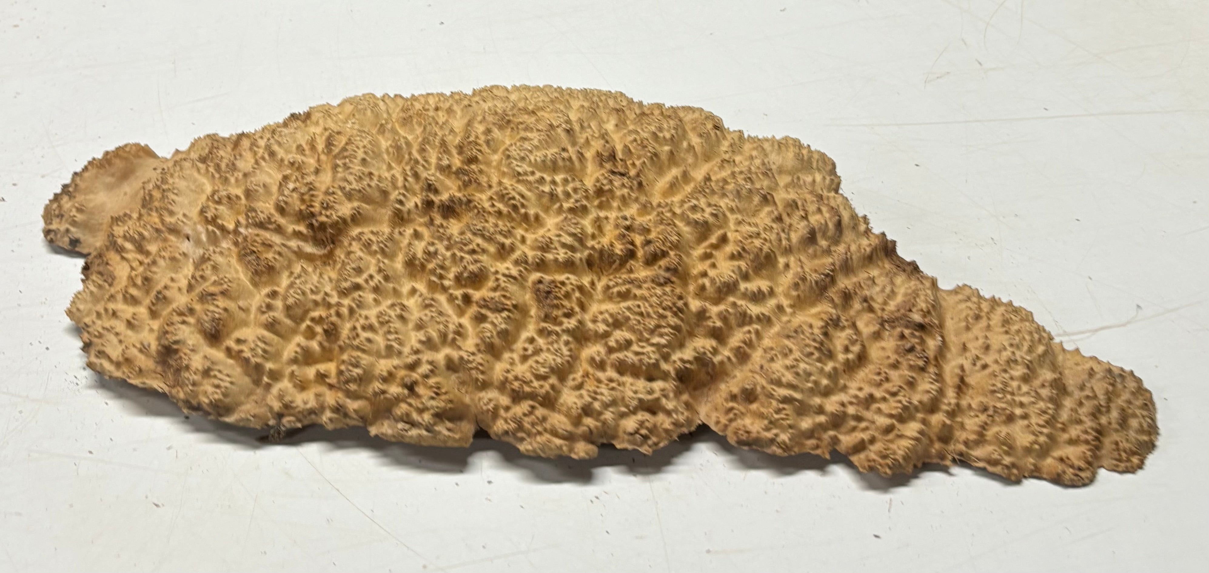 Brown Mallee Burl Blank 19" x 9" x 2" 5.9 Lbs #7151 - Exotic Wood Zone