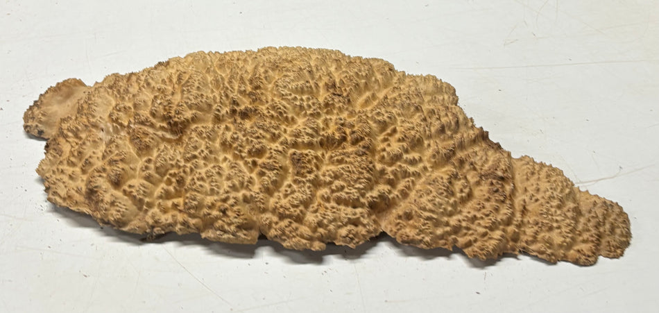 Brown Mallee Burl Blank 19" x 9" x 2" 5.9 Lbs #7151