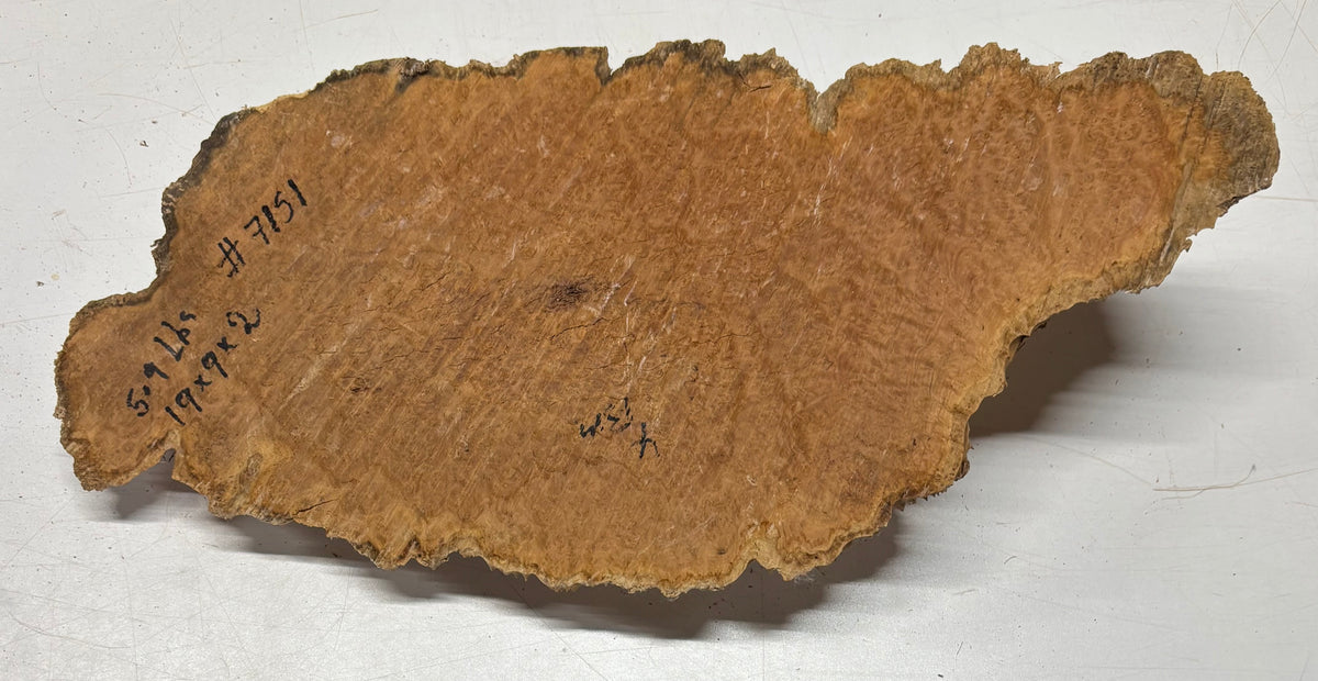 Brown Mallee Burl Blank 19" x 9" x 2" 5.9 Lbs #7151 - Exotic Wood Zone