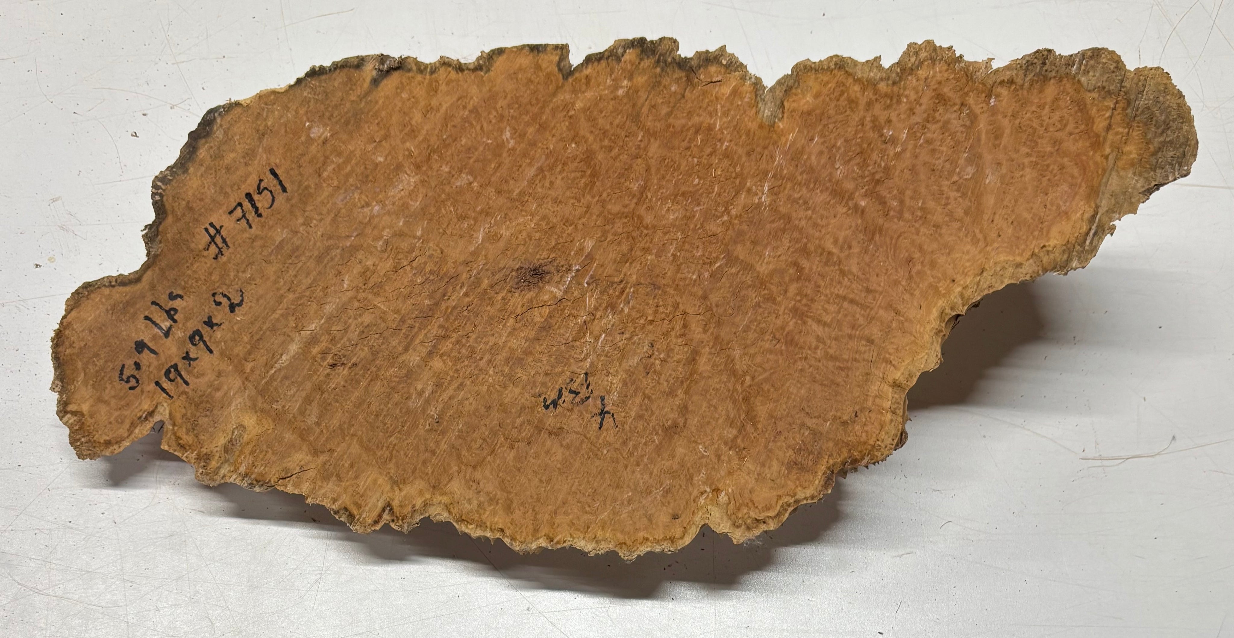 Brown Mallee Burl Blank 19" x 9" x 2" 5.9 Lbs #7151 - Exotic Wood Zone