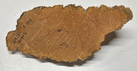 Brown Mallee Burl Blank 19" x 9" x 2" 5.9 Lbs #7151 - Exotic Wood Zone