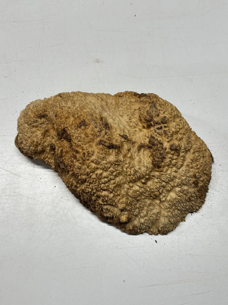 Brown Mallee Burl Blank 11.5" x 7" x 4" 6.2 Lbs #7152