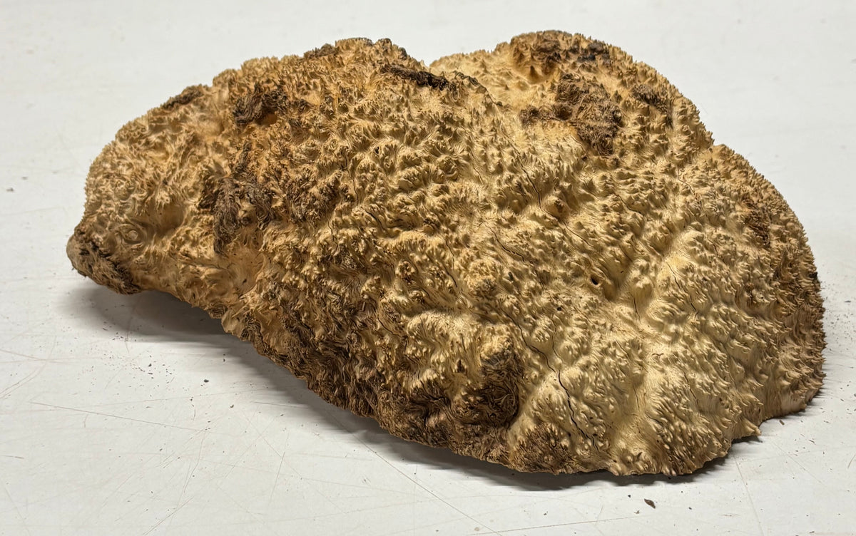 Brown Mallee Burl Blank 11.5" x 7" x 4" 6.2 Lbs #7152 - Exotic Wood Zone