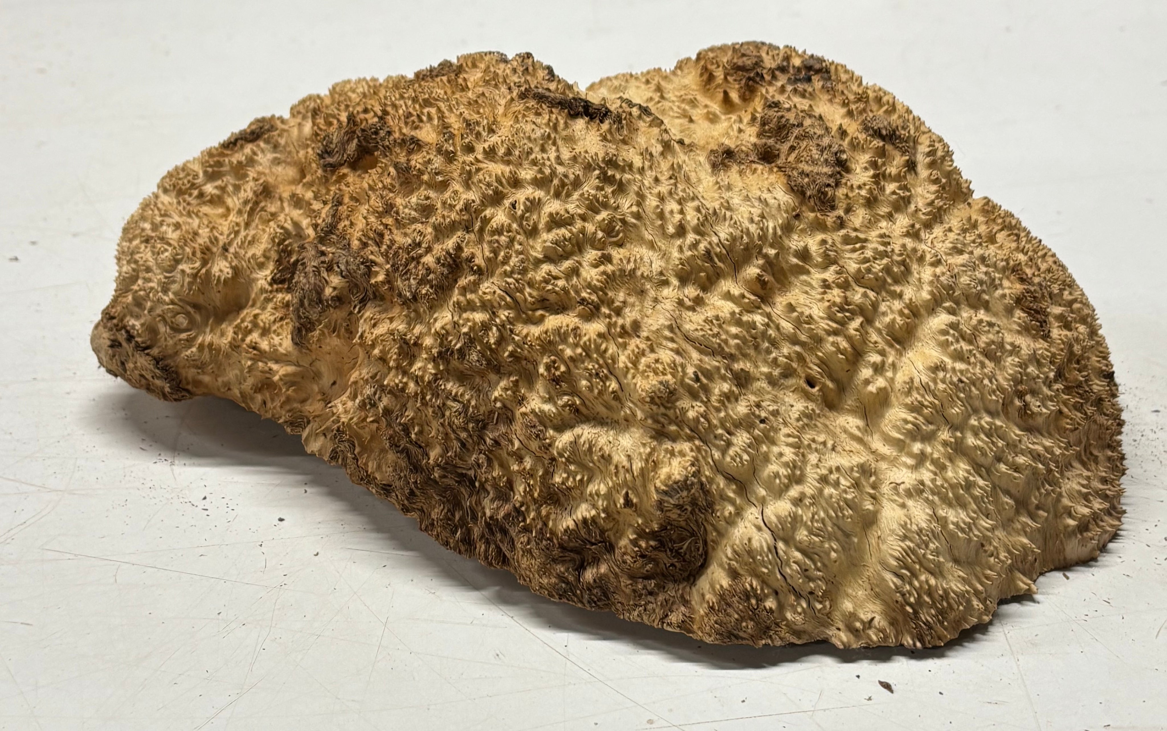 Brown Mallee Burl Blank 11.5" x 7" x 4" 6.2 Lbs #7152 - Exotic Wood Zone