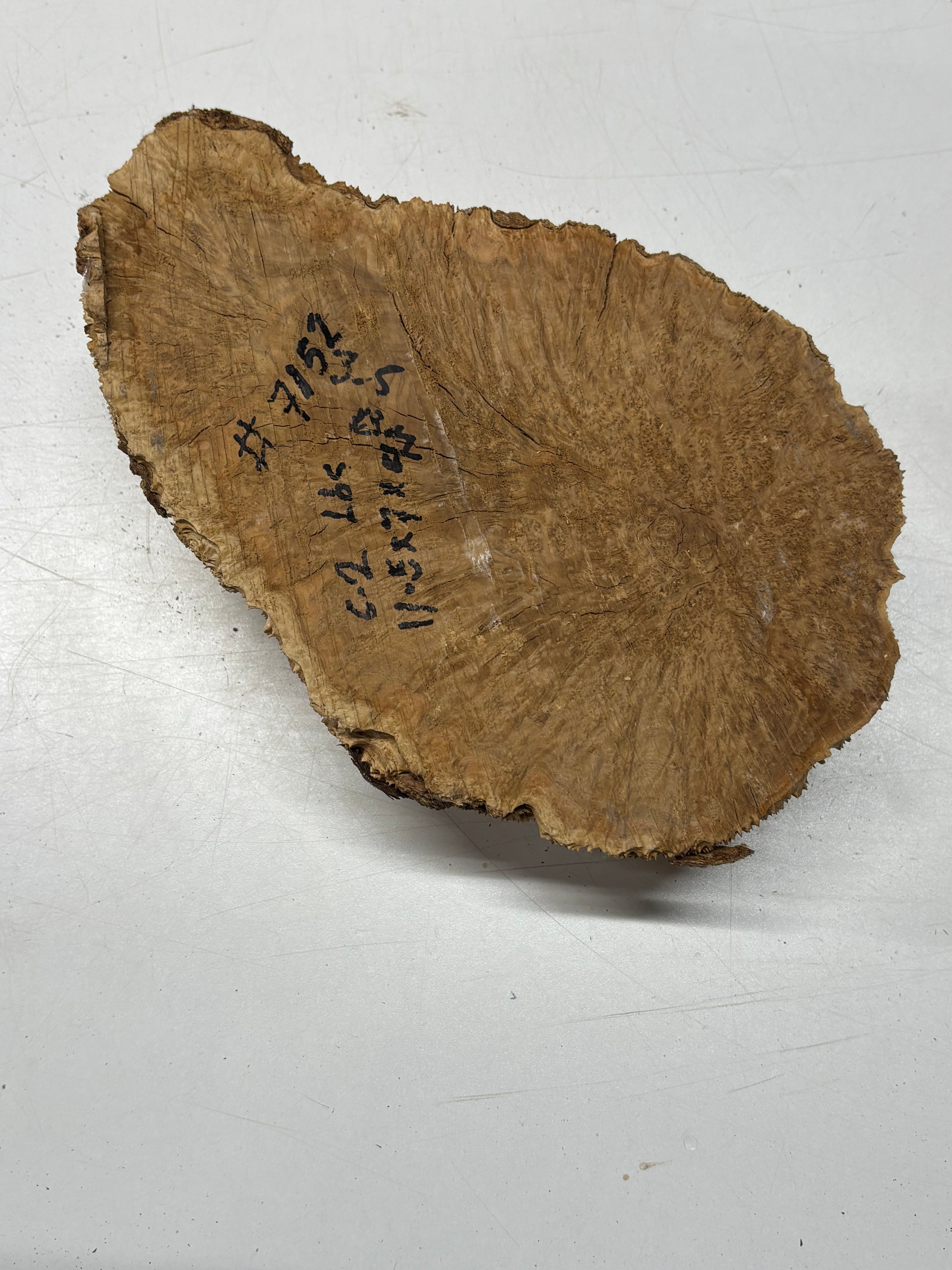 Brown Mallee Burl Blank 11.5" x 7" x 4" 6.2 Lbs #7152 - Exotic Wood Zone