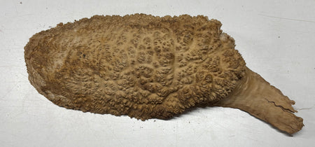 Brown Mallee Burl Blank 15" x 7" x 3" 6.3 Lbs #7153 - Exotic Wood Zone