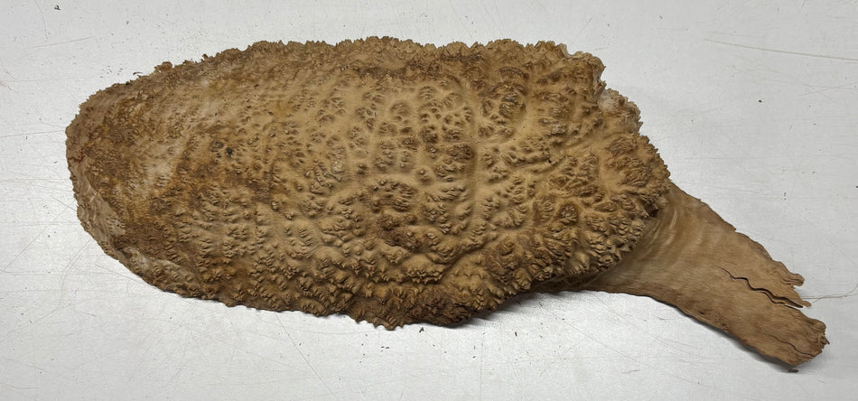 Brown Mallee Burl Blank 15" x 7" x 3" 6.3 Lbs #7153