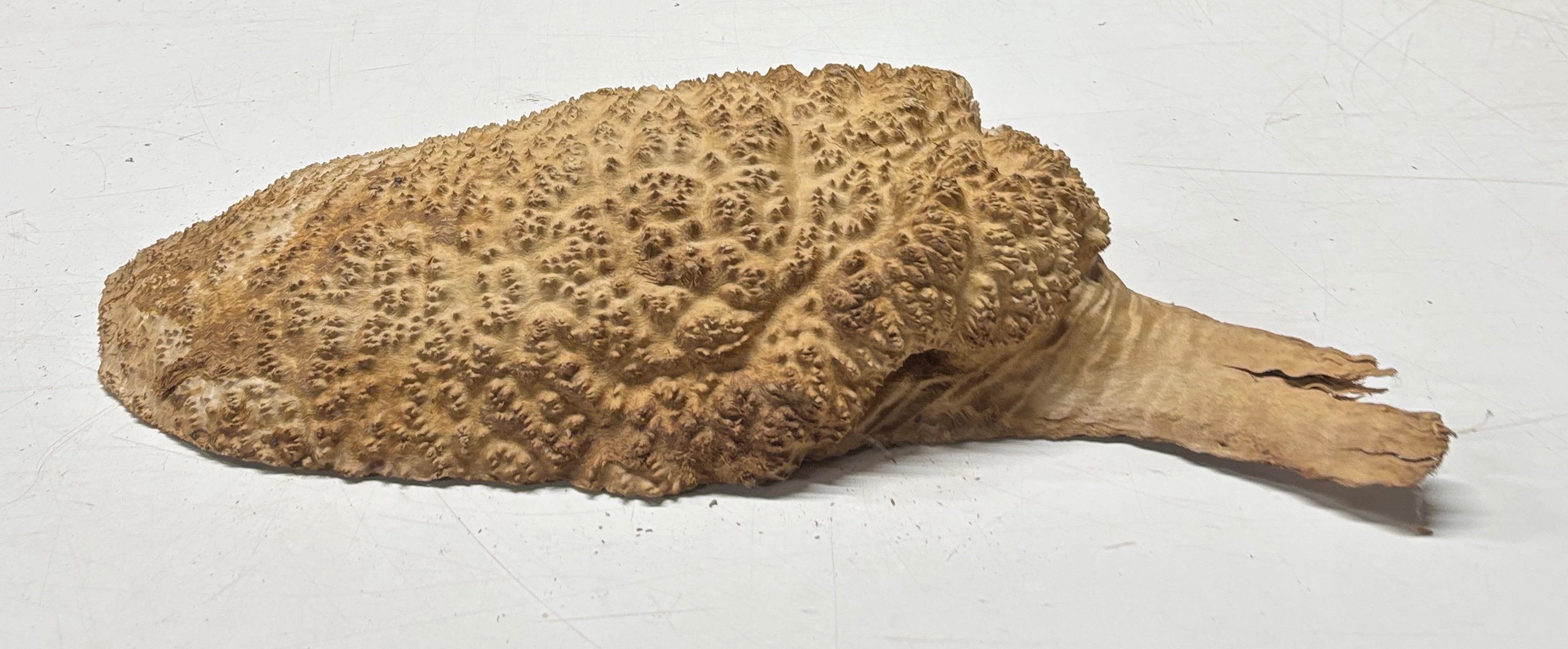 Brown Mallee Burl Blank 15" x 7" x 3" 6.3 Lbs #7153 - Exotic Wood Zone