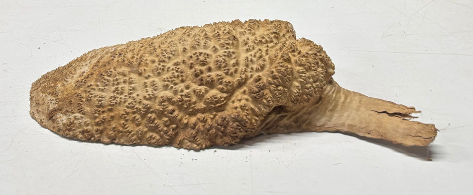 Brown Mallee Burl Blank 15" x 7" x 3" 6.3 Lbs #7153