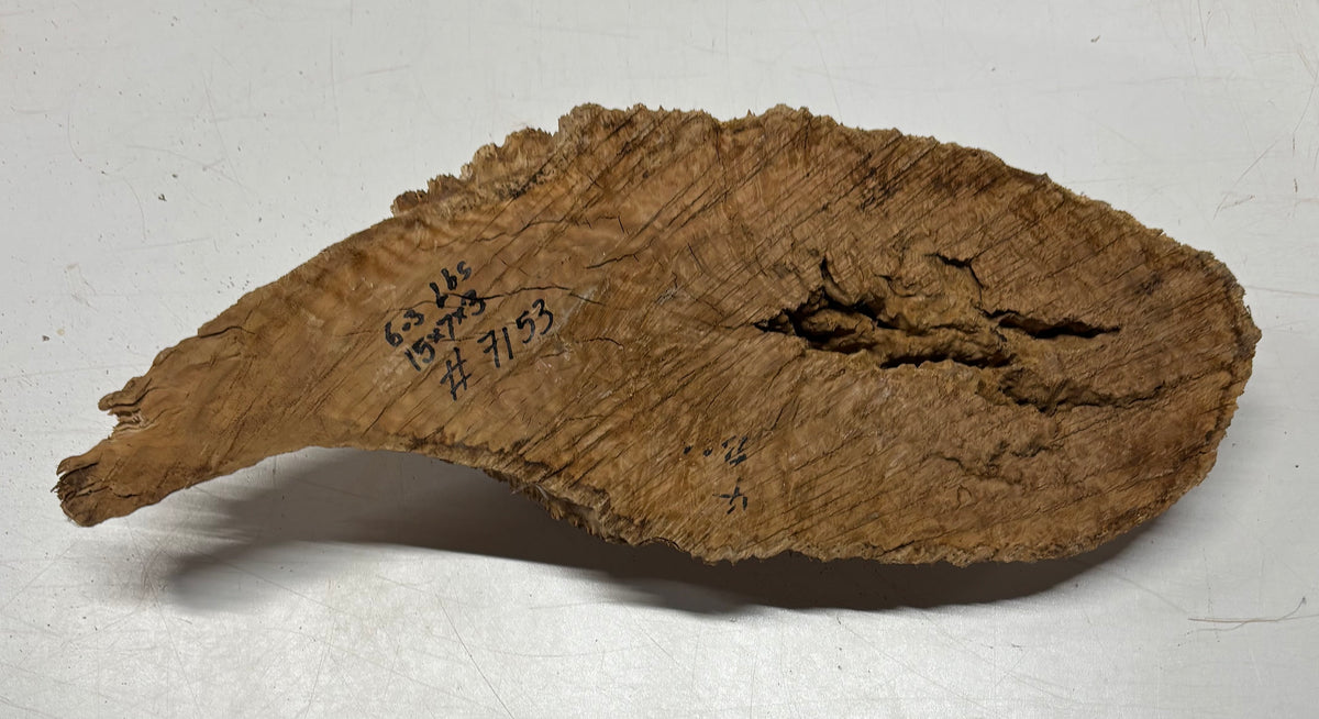 Brown Mallee Burl Blank 15" x 7" x 3" 6.3 Lbs #7153 - Exotic Wood Zone