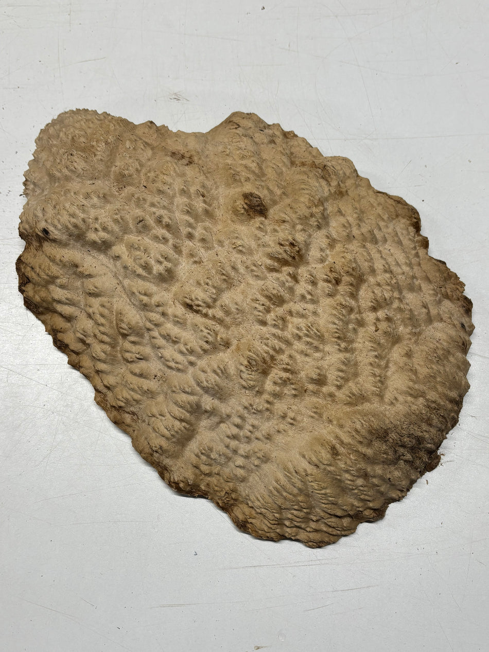 Brown Mallee Burl Blank 14" x 10" x 2" 6.4 Lbs #7154