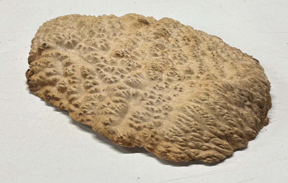 Brown Mallee Burl Blank 14" x 10" x 2" 6.4 Lbs #7154