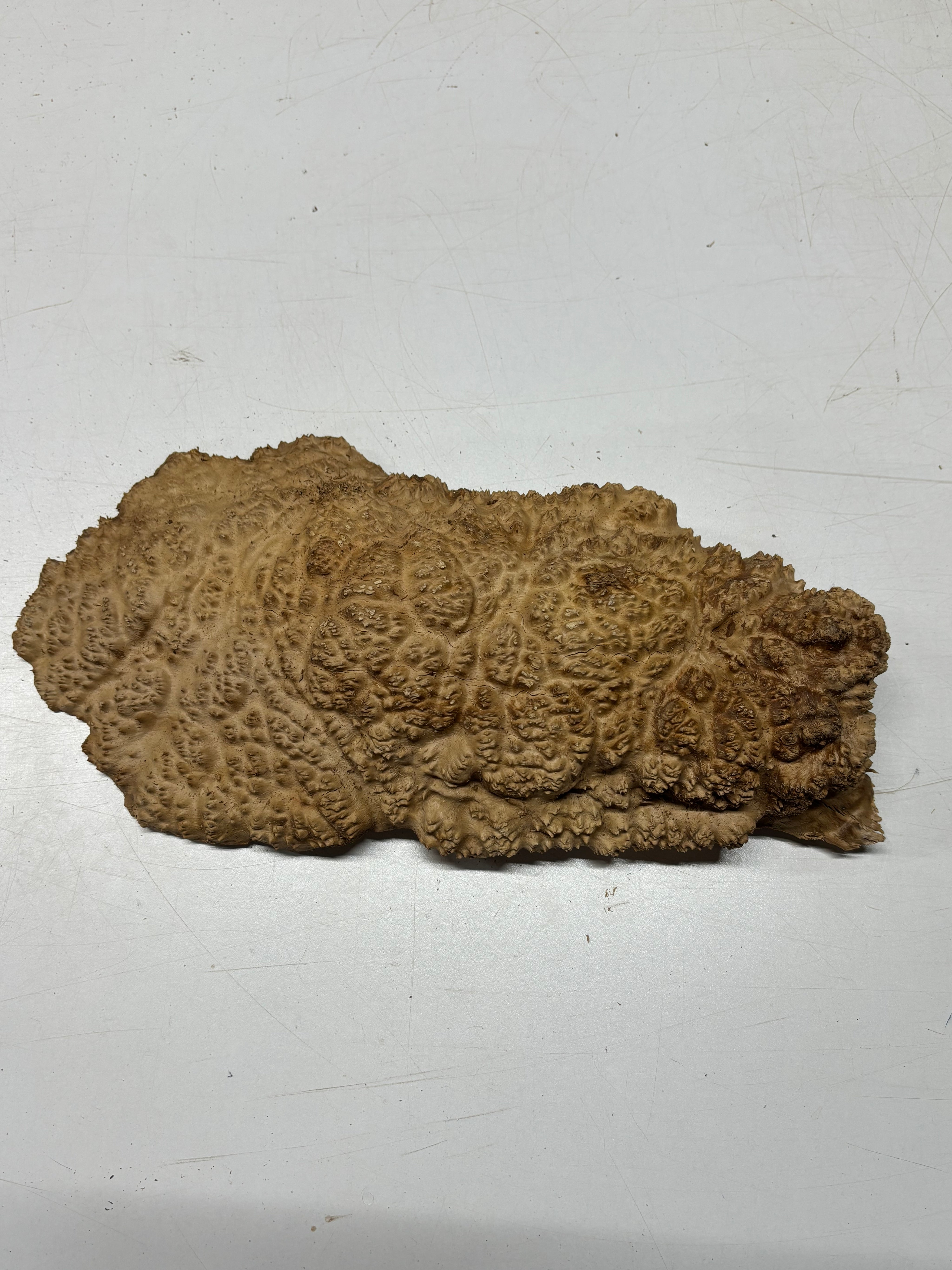 Brown Mallee Burl Blank 16" x 7" x 2" 5.1 Lbs #7155 - Exotic Wood Zone