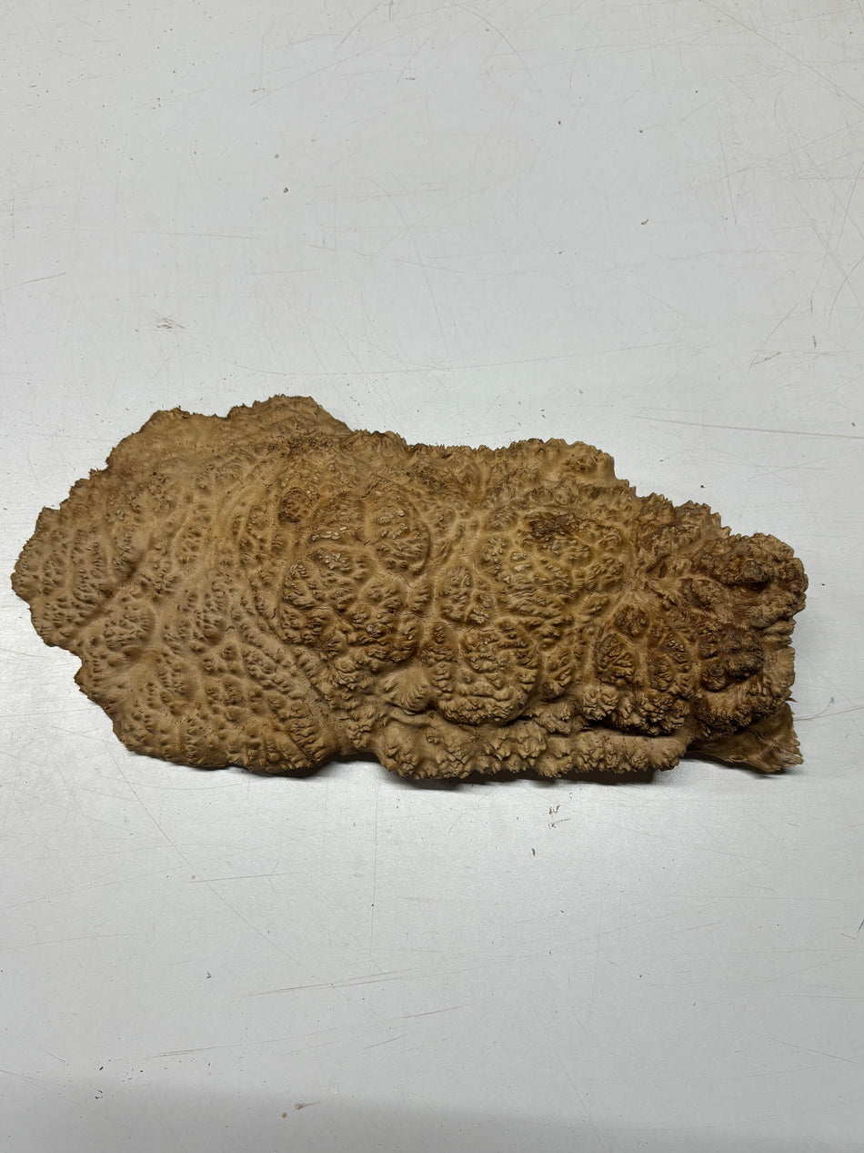 Brown Mallee Burl Blank 16" x 7" x 2" 5.1 Lbs #7155