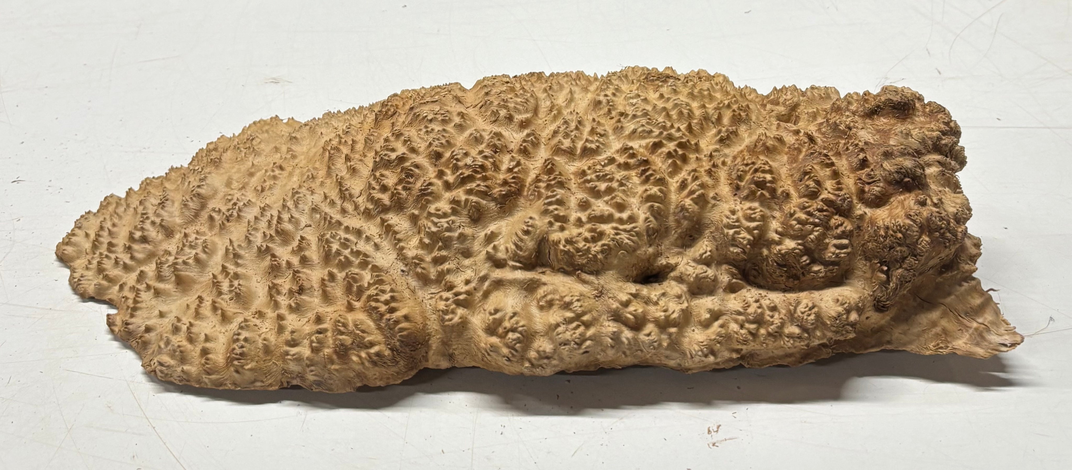Brown Mallee Burl Blank 16" x 7" x 2" 5.1 Lbs #7155 - Exotic Wood Zone