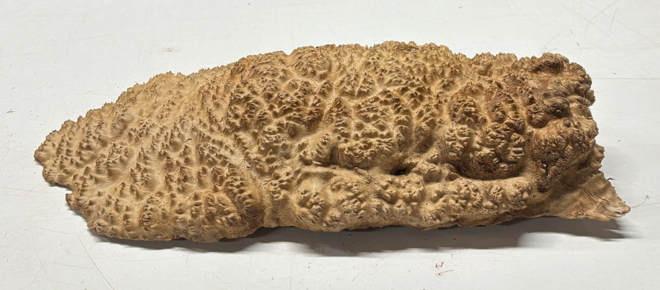 Brown Mallee Burl Blank 16" x 7" x 2" 5.1 Lbs #7155