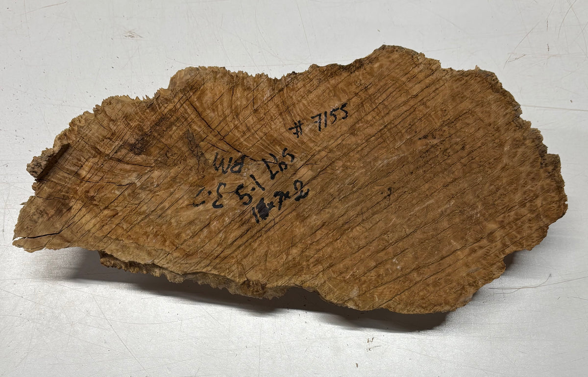Brown Mallee Burl Blank 16" x 7" x 2" 5.1 Lbs #7155 - Exotic Wood Zone