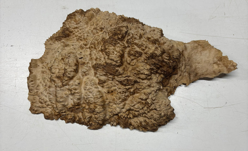 Black Mallee Burl Cap- 13" x 9" x 2-1/2" #51