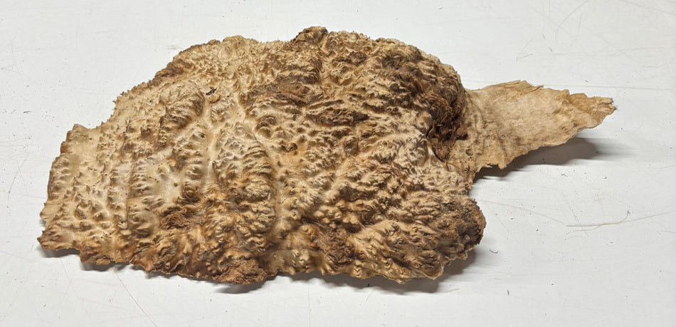 Black Mallee Burl Cap- 13" x 9" x 2-1/2" #51