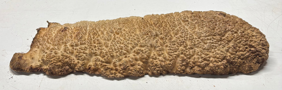 Black Mallee Burl Cap- 18" x 6" x 2" #52
