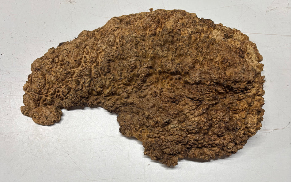 Relojes/Losas Brown Mallee Burl #09, 17" x 9" x 1-1/4", 5.60 lbs