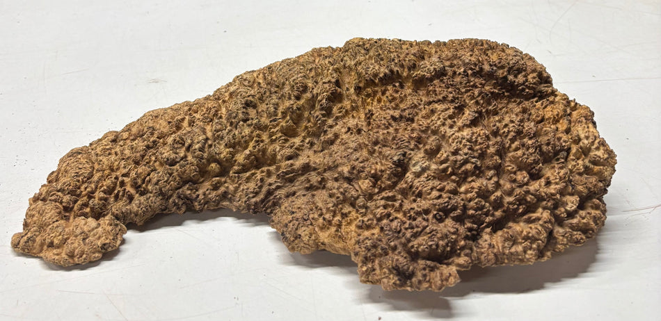 Relojes/Losas Brown Mallee Burl #09, 17" x 9" x 1-1/4", 5.60 lbs