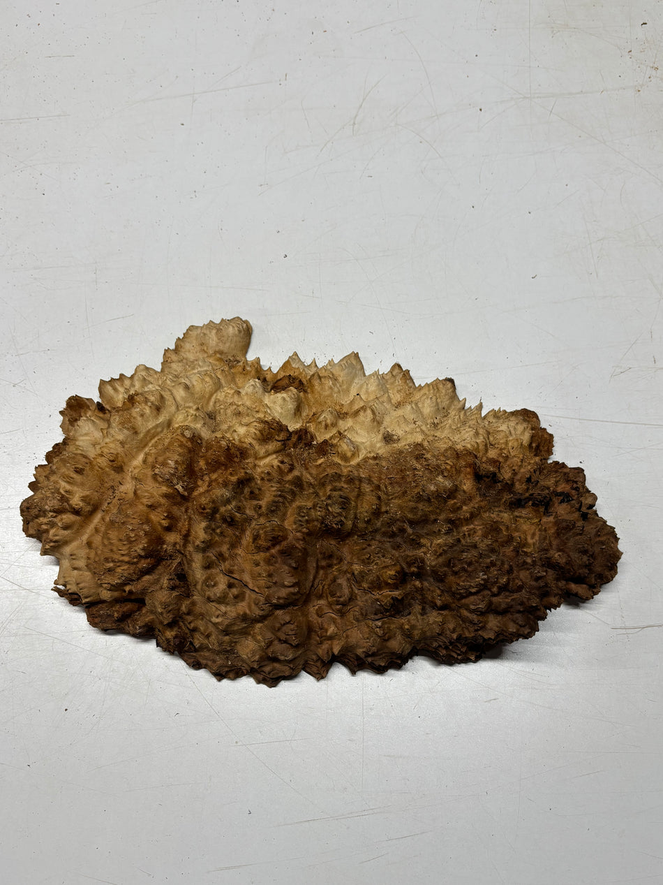 Black Mallee Burl Cap- 16" x 9-1/2" x 2" #57