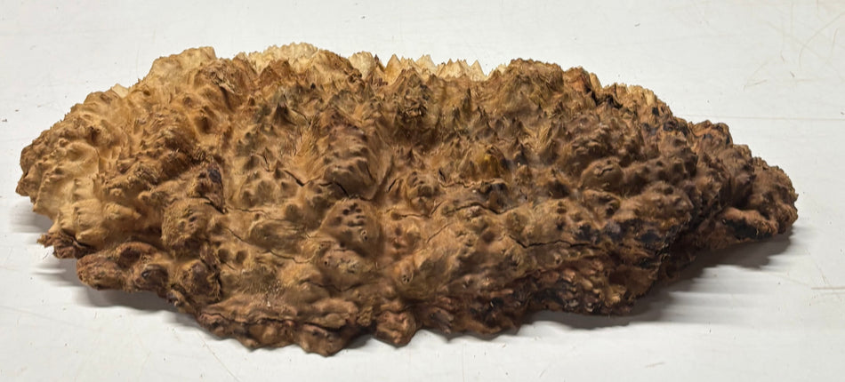 Black Mallee Burl Cap- 16" x 9-1/2" x 2" #57