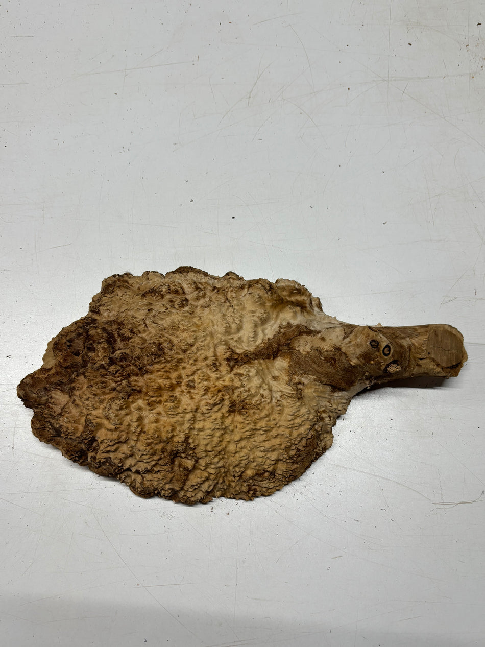 Black Mallee Burl Cap- 12" x 8-1/2" x 2" #63